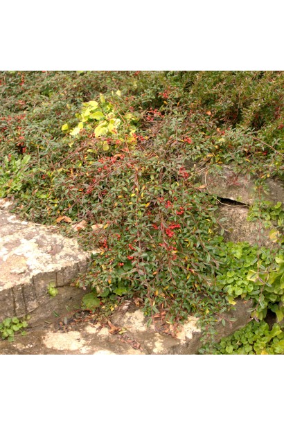 Кизильник ивнистый Парк Теппич как почвопокровное растение в ландшафте